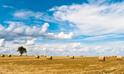 Agriculture 