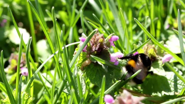 bumblebee, Dumbledore pollinating, flying over spring wild nettle flowers