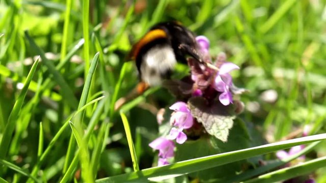 bumblebee, Dumbledore pollinating, flying over spring wild nettle flowers