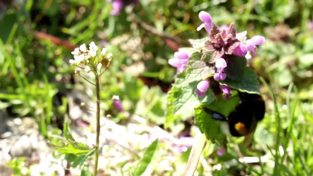 bumblebee, Dumbledore pollinating, flying over spring wild nettle flowers
