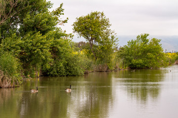 A Peaceful Pond with Duck in Coyote Hills Regional Park, Fremont, California