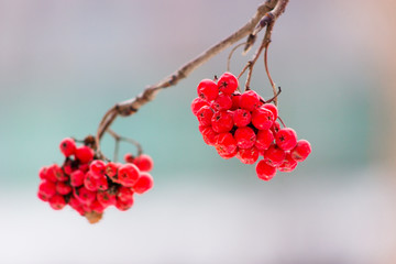 Winter rowan (ashberry)