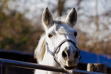 White horse`s portrait