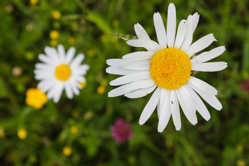 Fototapeta premium colorful flowers in may