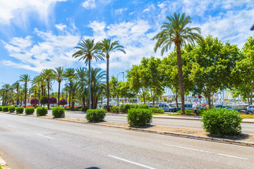 Palma de Mallorca famous marina Carrer Del Moll, and palm trees 