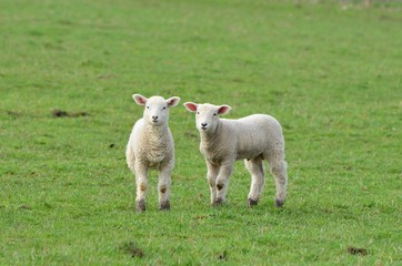Obraz premium Two young lambs facing the camera in the green grass