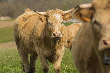 Vaches du Grésivaudan - Chartreuse - Isère.