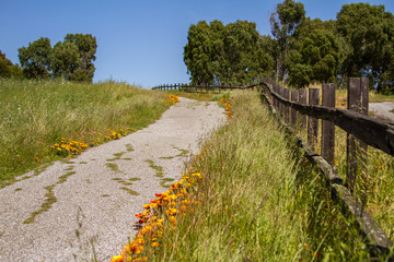 Paved Path Lined With Yellow and Gold Wildflowers