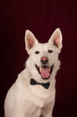 Fototapeta premium White mixed breed dog at studio