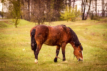 Natural cataclysms, snow frost in spring, autumn, weather forecast. Horse on green meadow, it's...