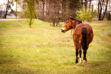 Natural cataclysms, snow frost in spring, autumn, weather forecast. Horse on green meadow, it's snowing in summer.