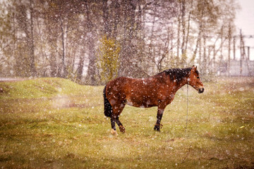 Natural cataclysms, snow frost in spring, autumn, weather forecast. Horse on green meadow, it's snowing in summer.