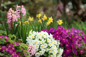 Frühlingsblumen