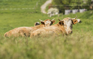 Vaches du Grésivaudan - Chartreuse - Isère.