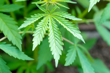 hemp leaves, top view, background image or wallpaper.