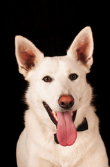 White mixed breed dog at studio
