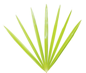 Palm leaf isolated on white background