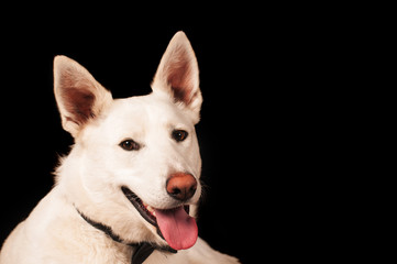 White mixed breed dog at studio