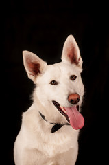 White mixed breed dog at studio