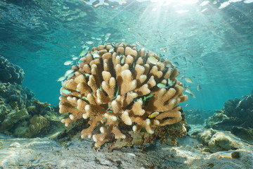 Fototapeta premium Pocillopora coral underwater with tropical fish Blue-green chromis and natural sunlight from sea surface, Bora Bora, Pacific ocean, French Polynesia