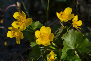 Sumpfdotterblumen am Teich