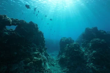 Unterwasserseelandschaft des Pazifischen Ozeanbodens mit einigen Fischen und natürlichem Sonnenlicht durch die Wasseroberfläche, Vorderriff der Insel Huahine, Französisch-Polynesien © dam