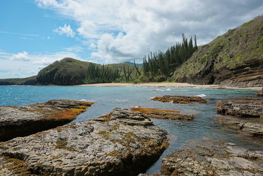 Coastline of New Caledonia landscape, beach and rocks with Araucaria pines, Turtle bay, Bourail, Grande Terre island, south Pacific