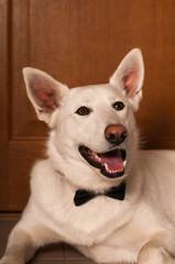 White mixed breed dog at studio