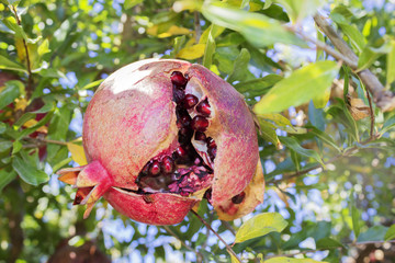Overgrown fruit of pomegranate.