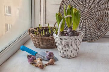 Bulbs of hyacinths and daffodils  on the window