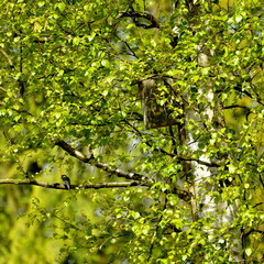 Fototapeta na wymiar Bouleau, abris d'oiseau, mésanges sur la branche 