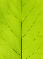 Fototapeta na wymiar Green teak leaf texture or background