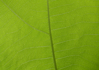 Green teak leaf texture or background