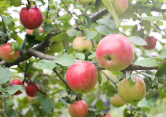 Organic apples on the branch selective focus.