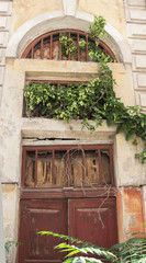 The ruins of the old house are braided with hops