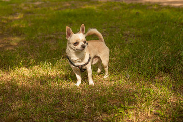 Chihuahua is played on green grass 