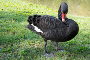 Fototapeta premium Black Swan (Cygnus)
