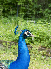 Peacock portrait