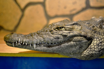 portrait of a crocodile closeup