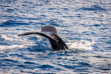 Whale