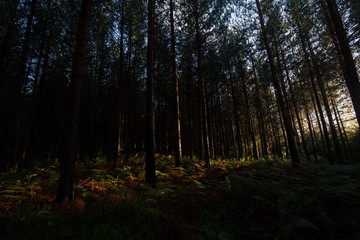 Trees in Hogsback with Sun and rays