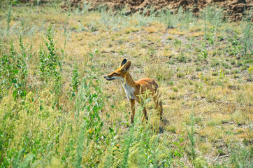 Lean and hungry fox looking for food in the field. Wildlife background.