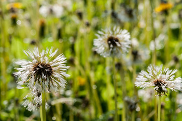 Wet dandelion after a summer rain. Selective focus.