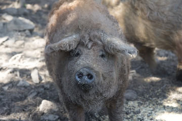 Glückliche Mangalitzaschweine