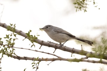 Bird on Branch