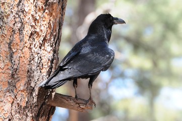 Raven