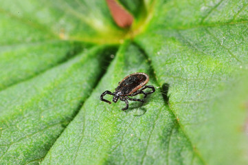 Erwachsene Zecke (Ixodida ricinus) auf einem Blatt