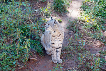 Bobcat in The Brush