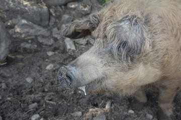 Fototapeta premium Mangalitzaschwein im Profil
