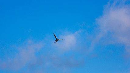 The crane in blue sky